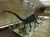 Палеонтологический Музей Санкт Петербург