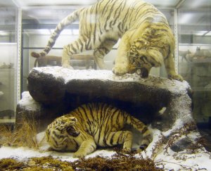 Зоологический музей.Санкт-Петербург